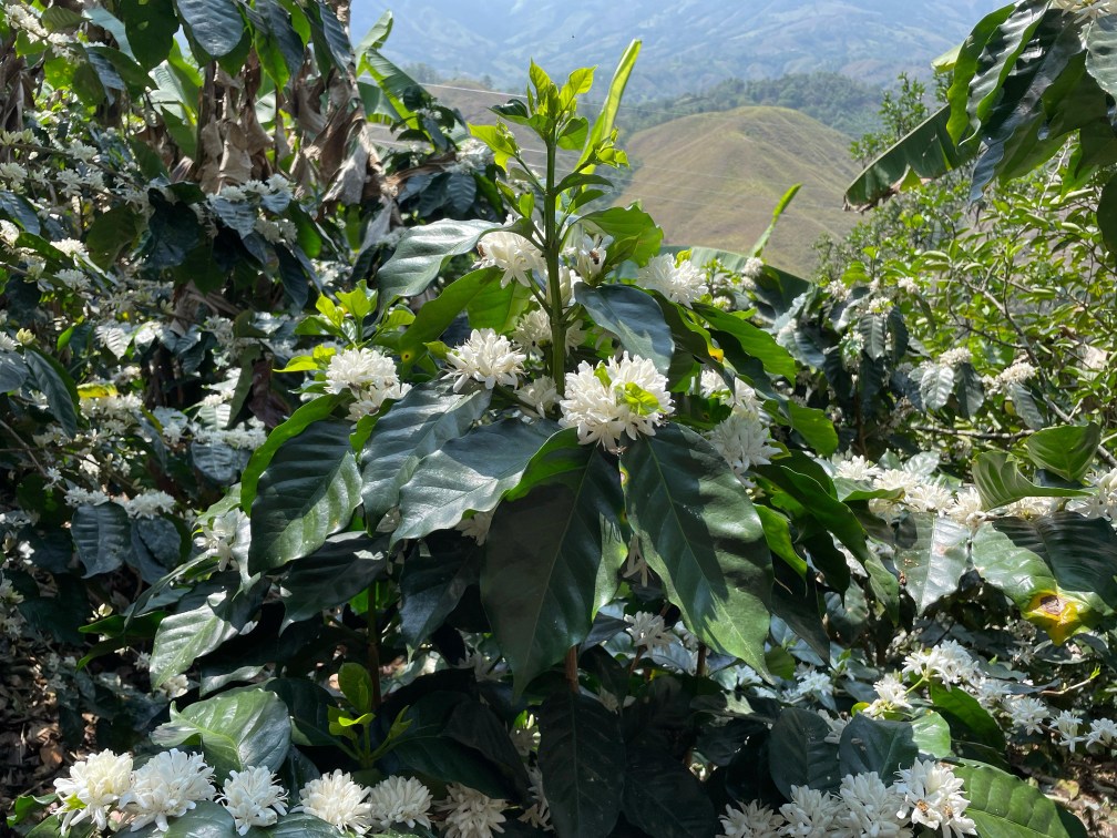 Cafetales en flor de la finca en Puyango, con las montañas al fondo